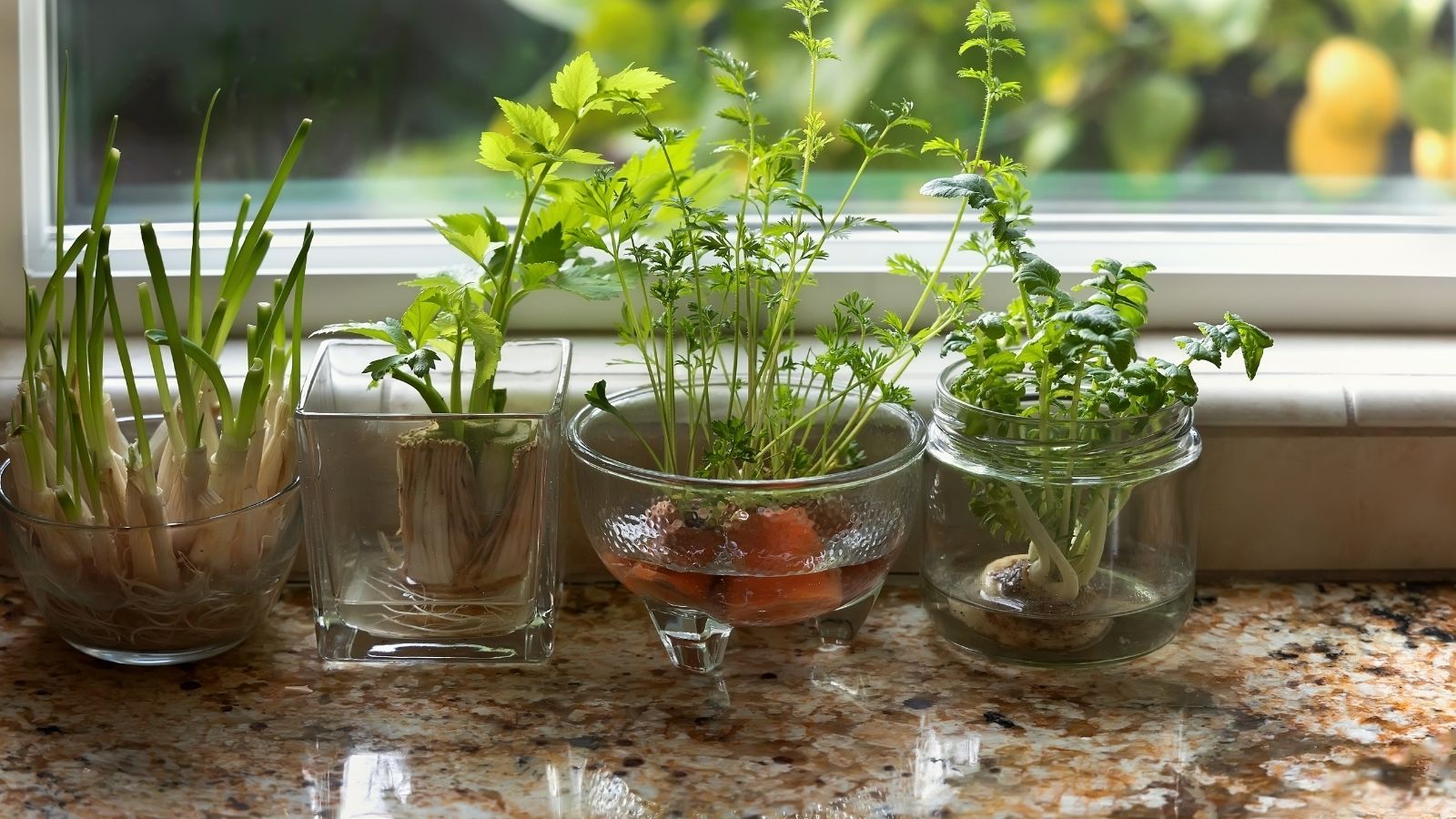 INDOOR Herbs for Your Kitchen GARDEN