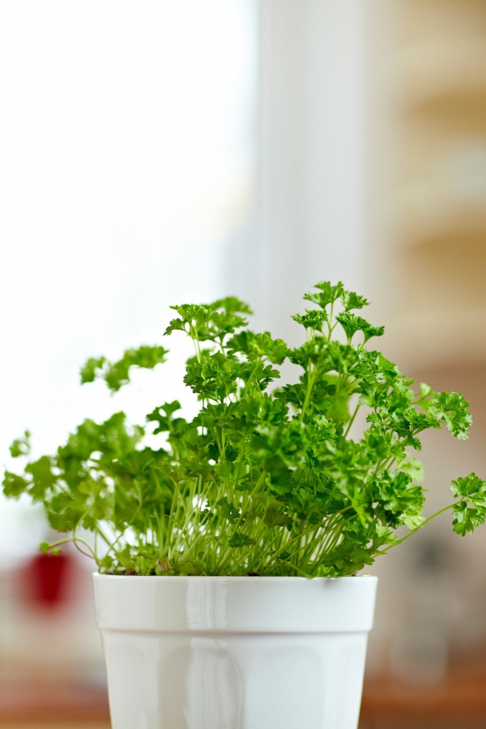 Parsley