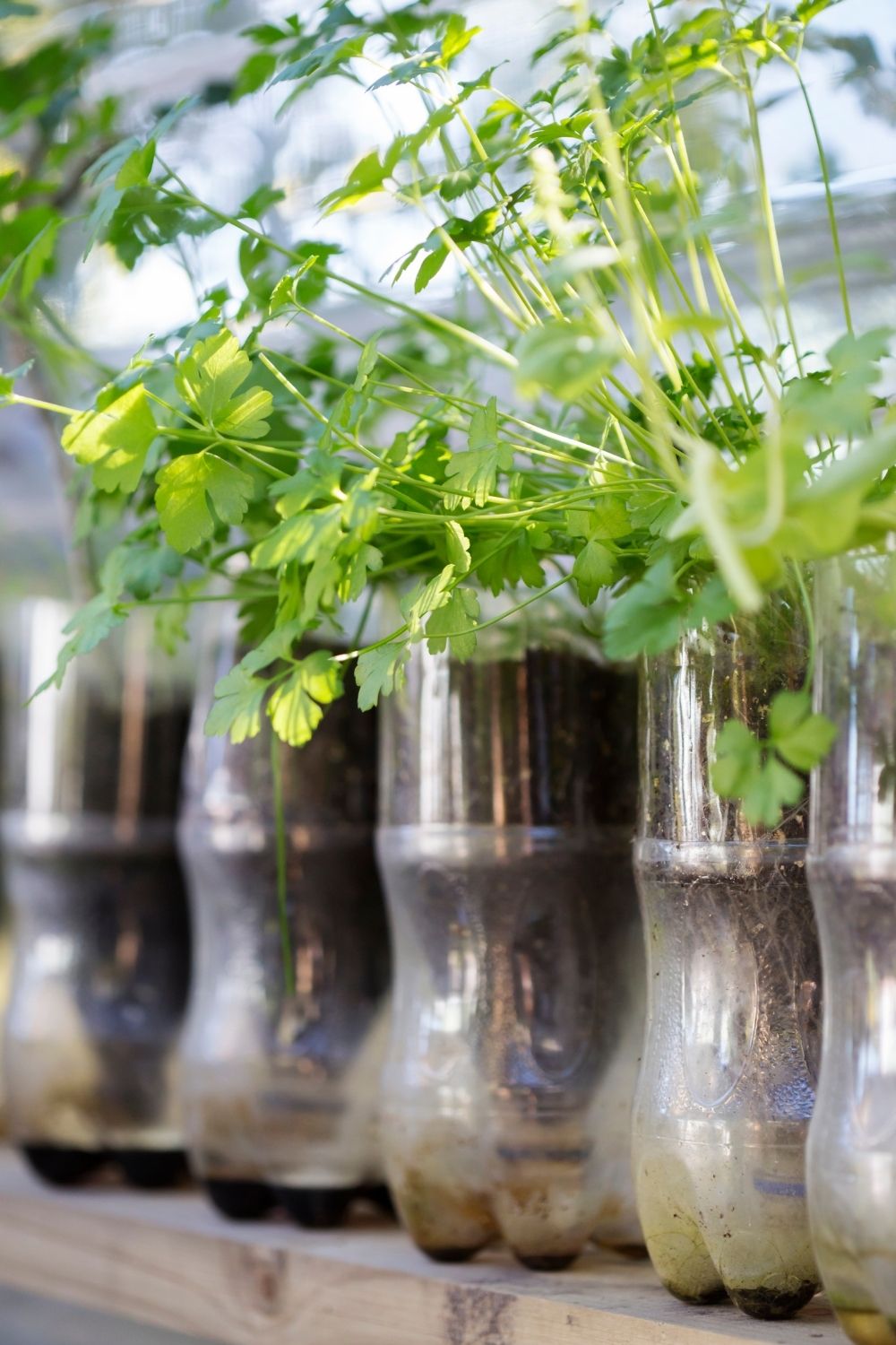 7 DIY Creative Gardening Tricks