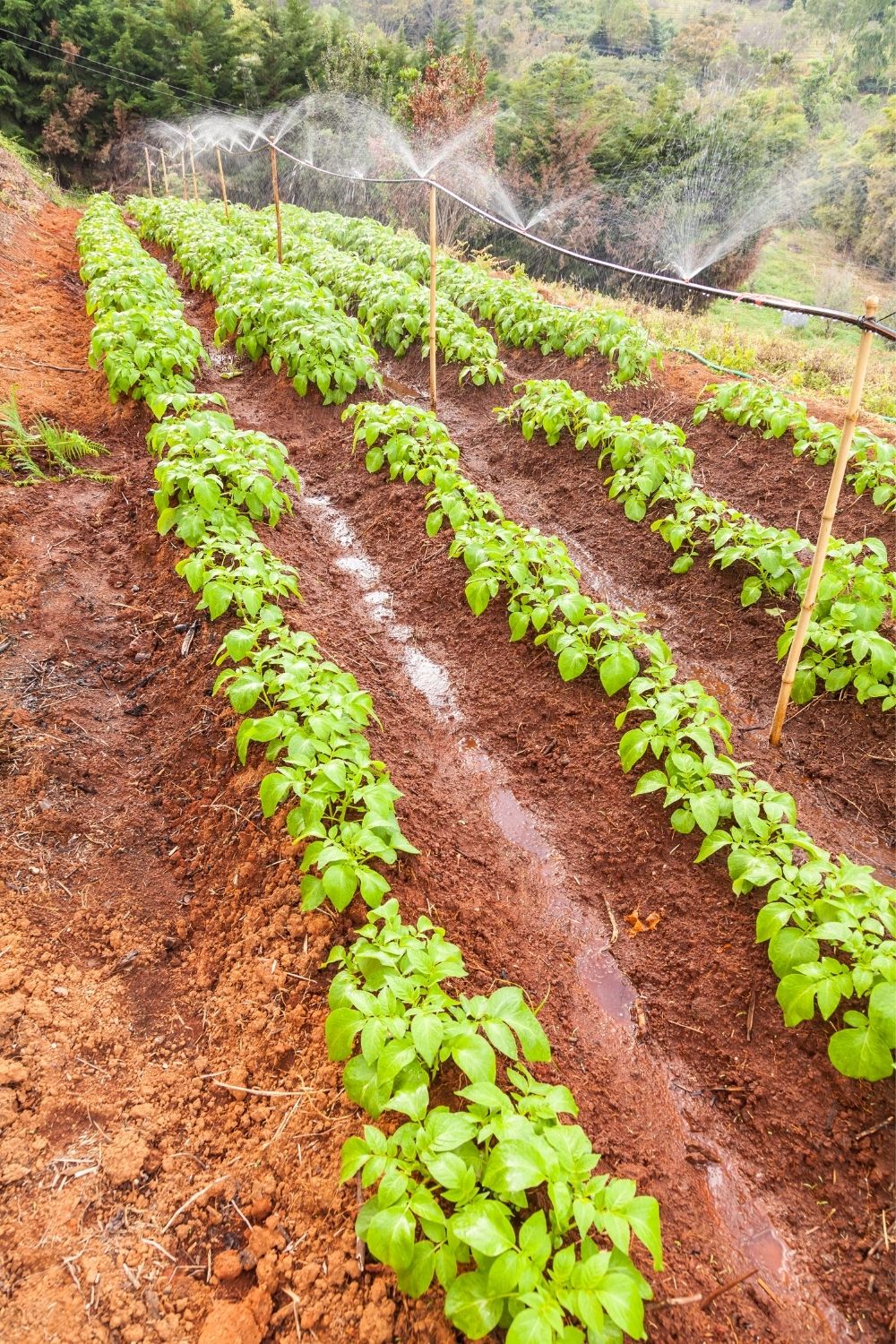 Adequate water is very necessary for vegetable growth