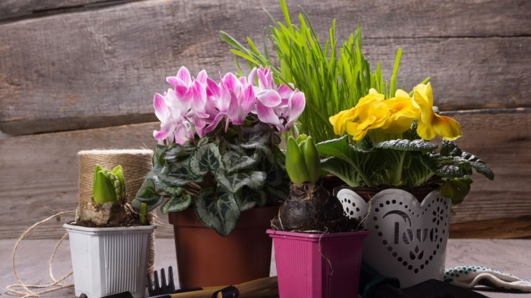 Best Places to Grow the Houseplants