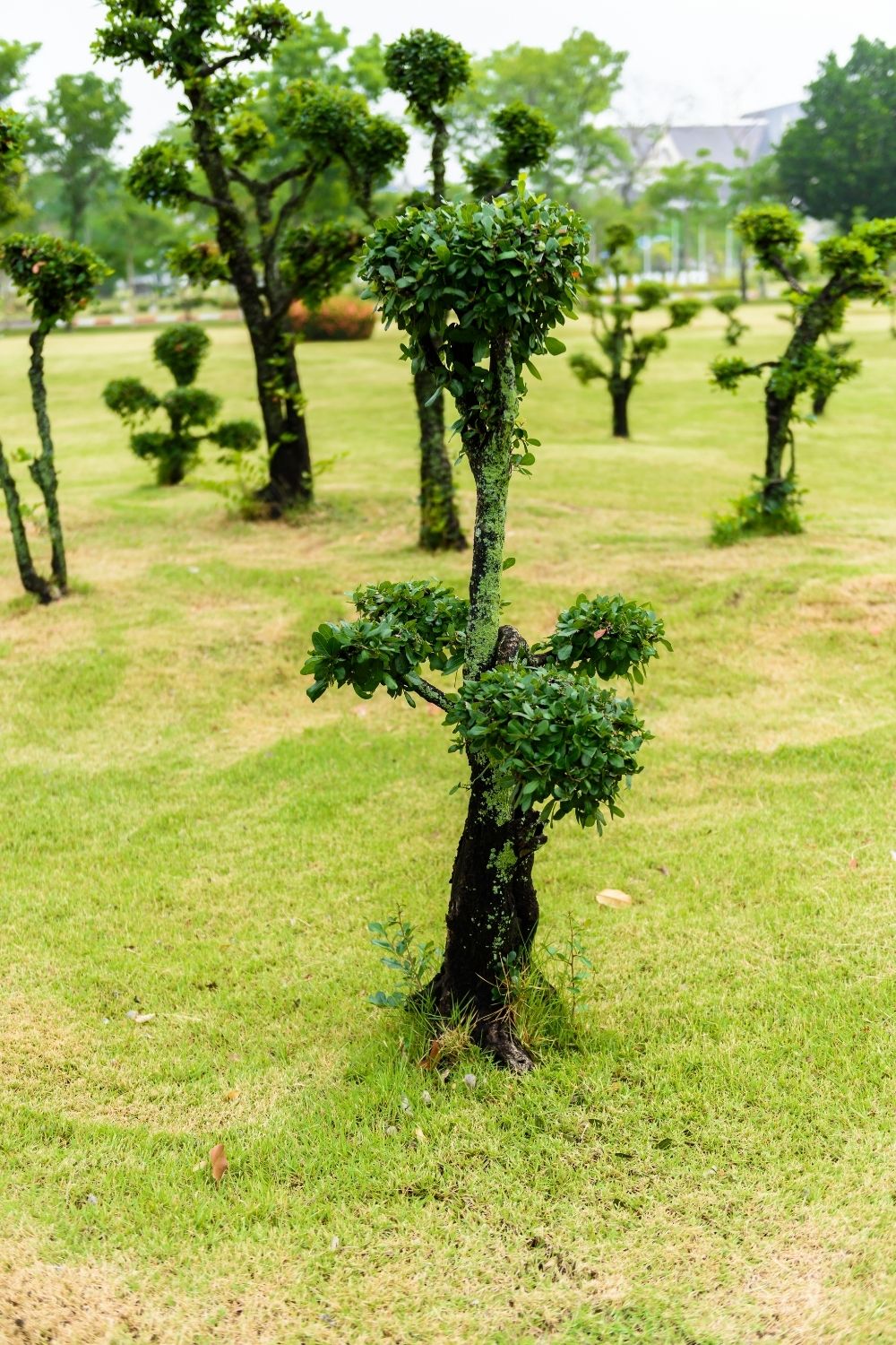 Bonsai decoration