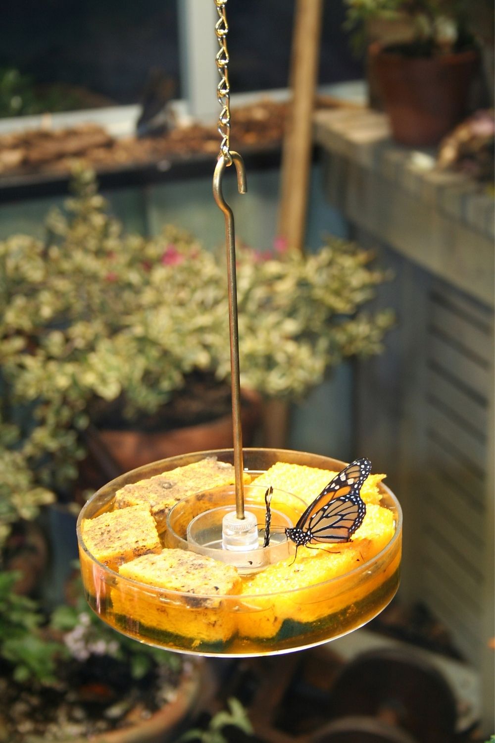 Butterfly feeders