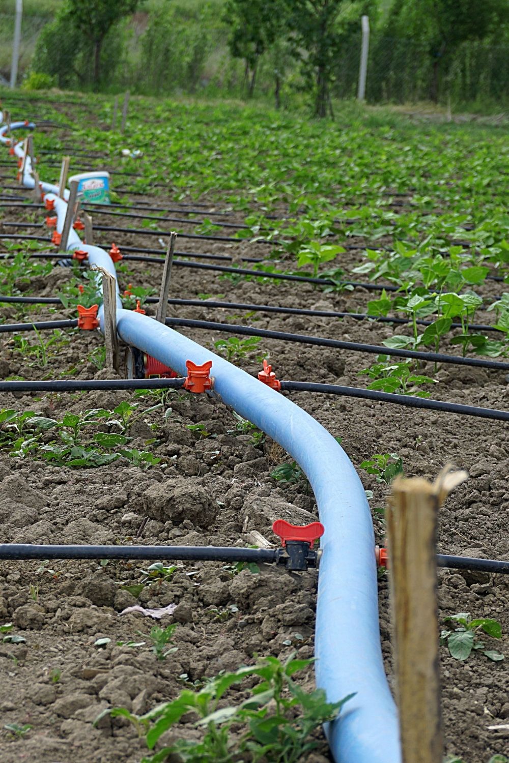 Drip Watering systems