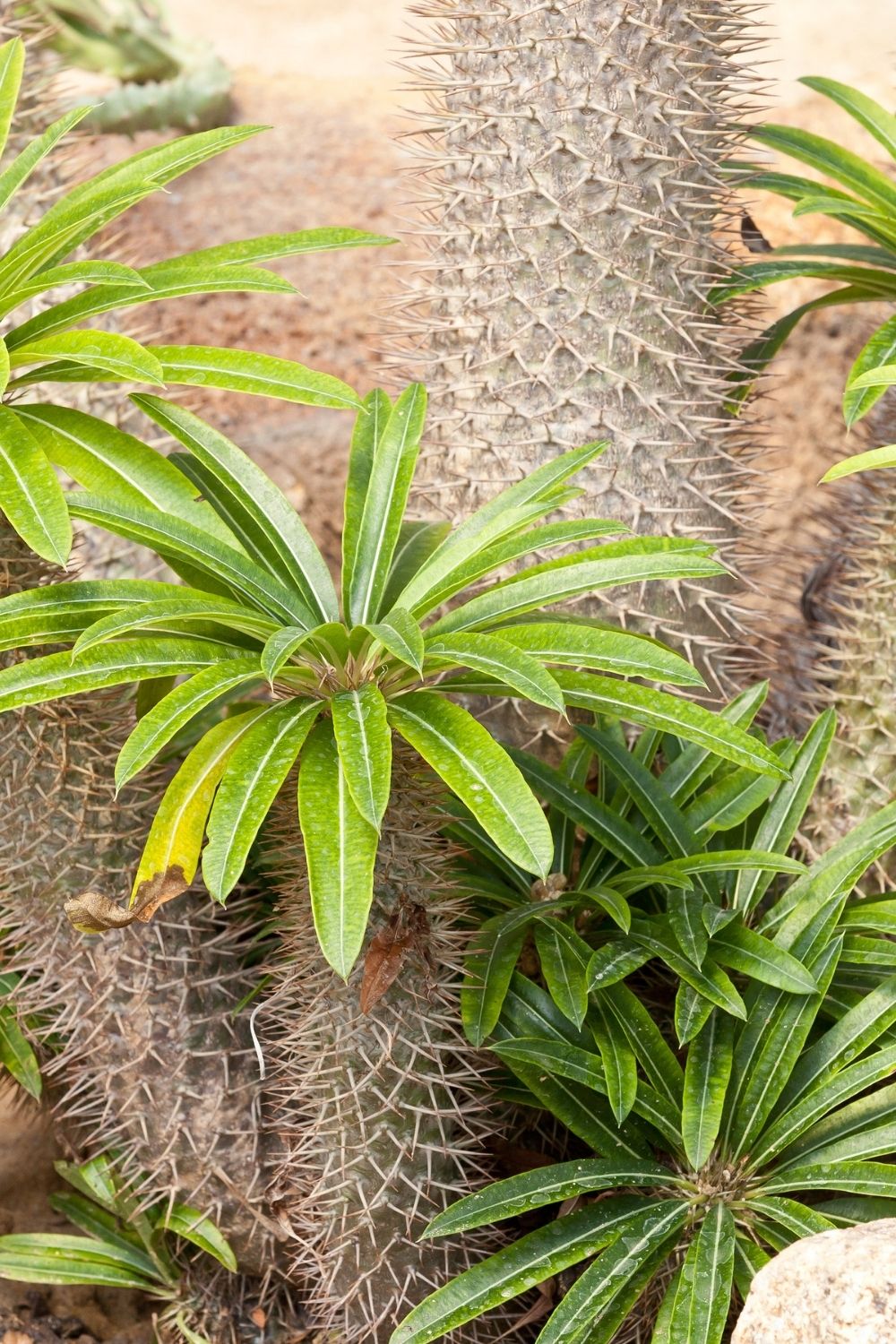 Favourable environment to grow a cactus