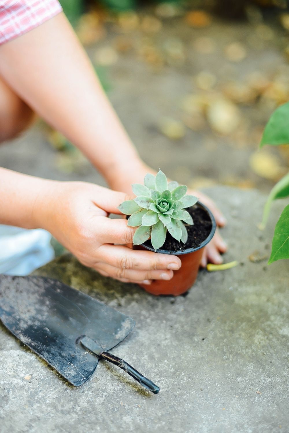 Fertilizing your succulents