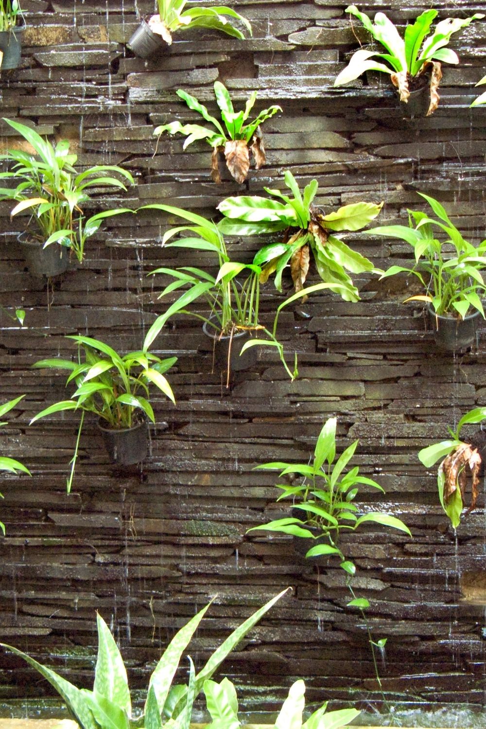 Garden in coconut cups