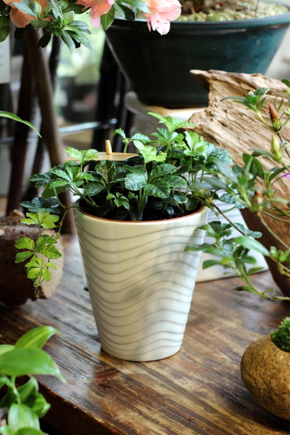 Glass covers as planters