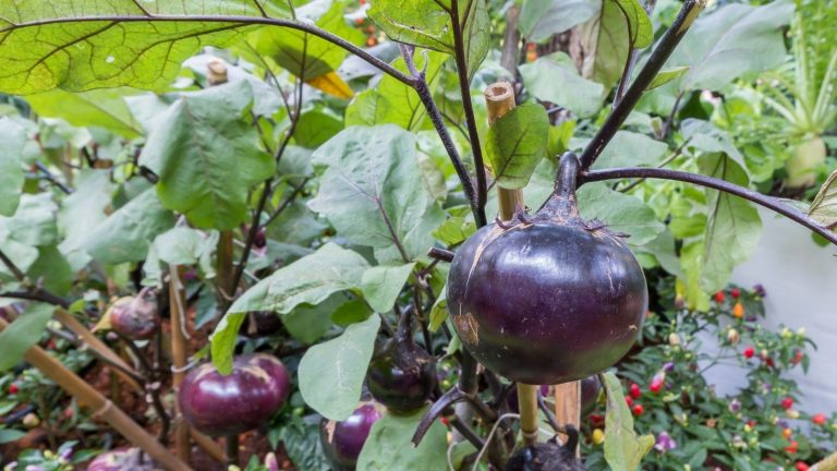 Grow Eggplants In The Garden