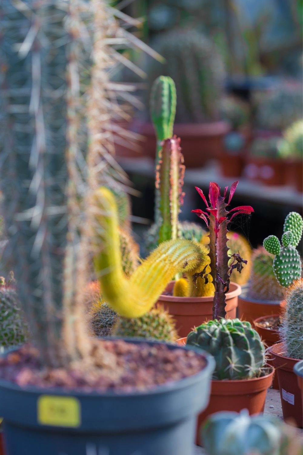 Grow a cactus outdoors