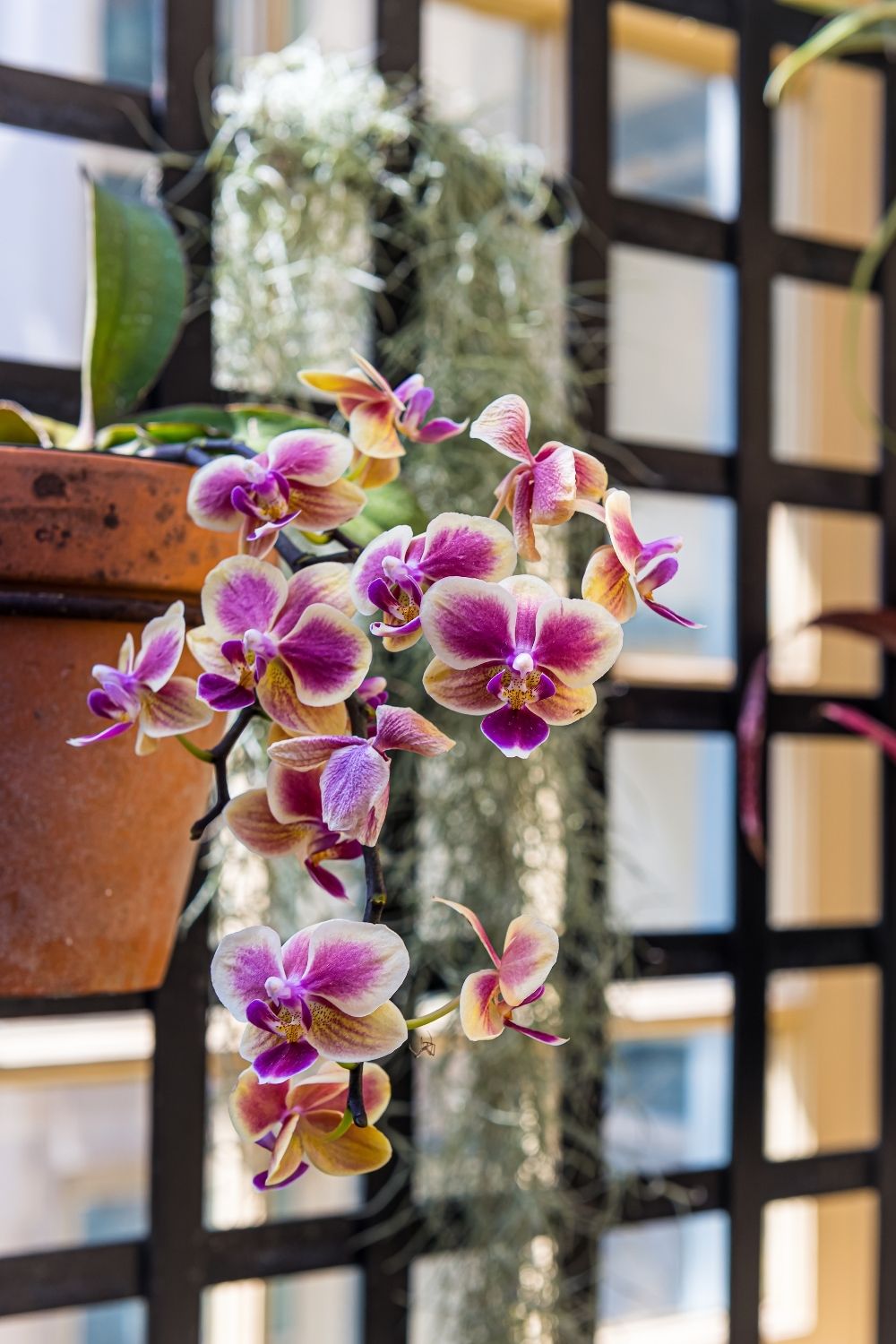 Hanging ornamental orchids