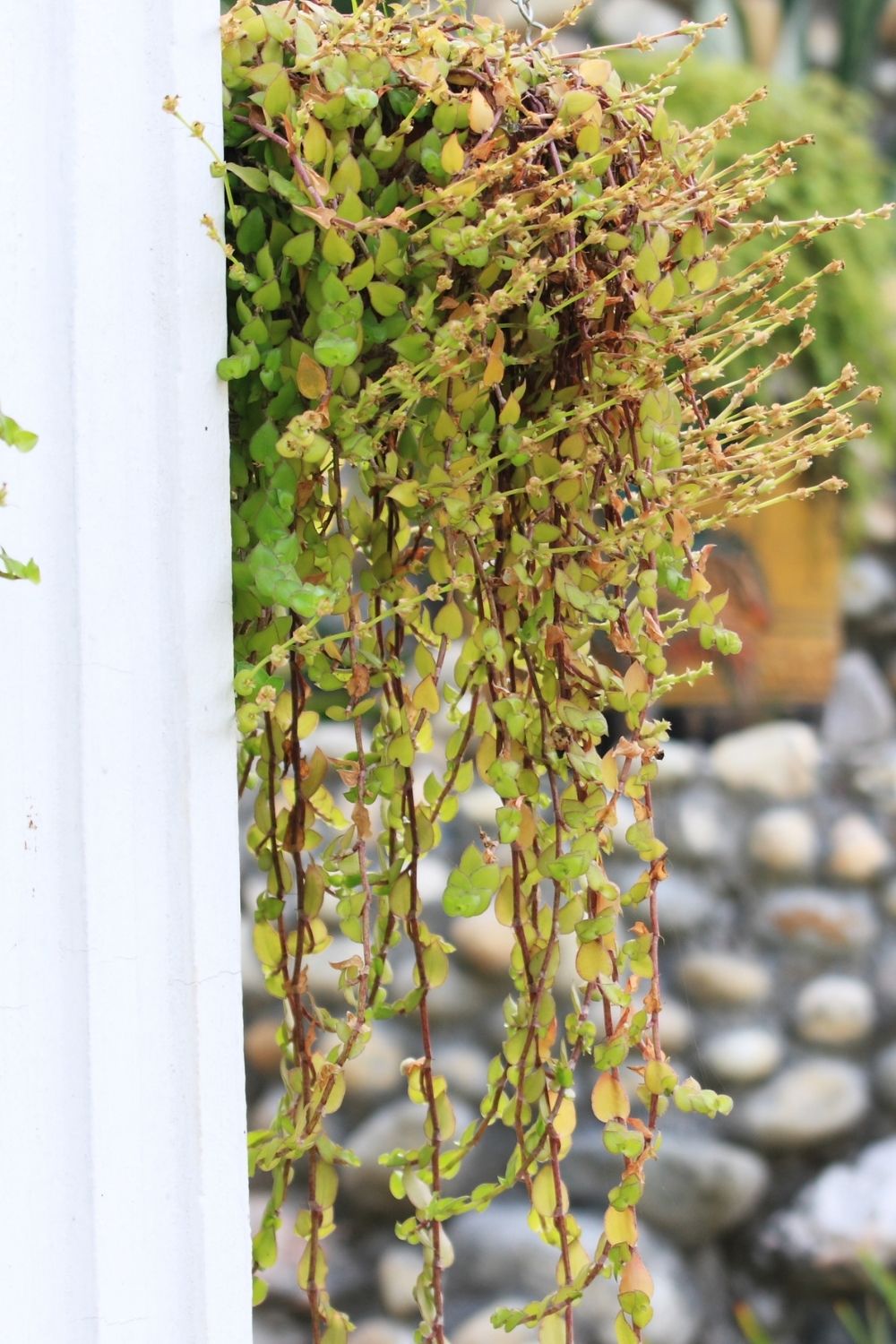 Hanging ornamental plants