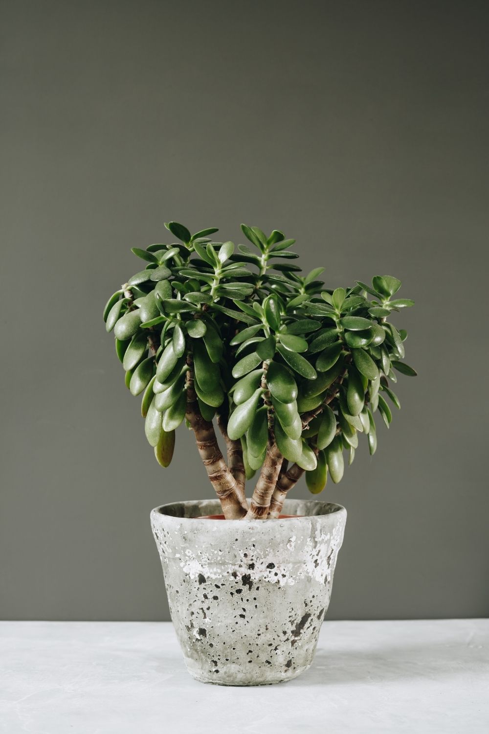 Jade plant to bring luck into your home