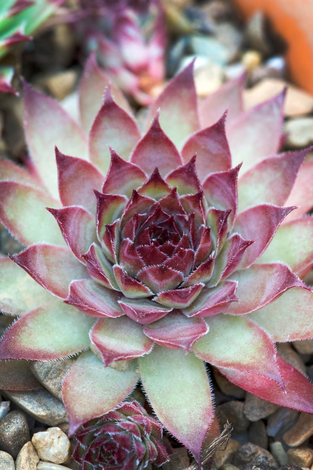 Light to grow succulents