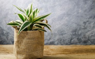 Lucky plants for your home