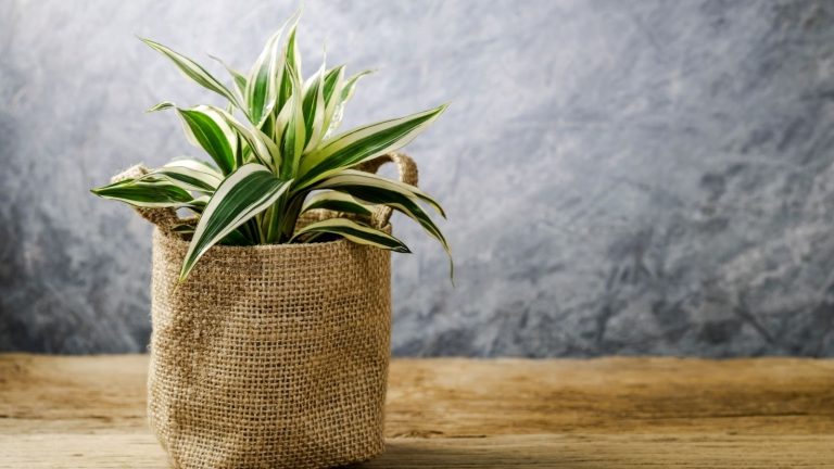 Lucky plants for your home