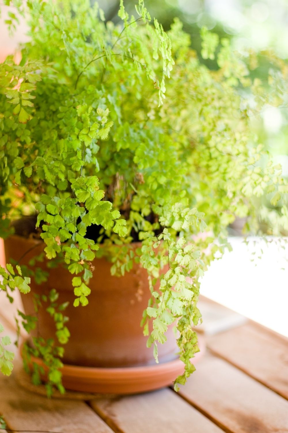 Maidenhair fern