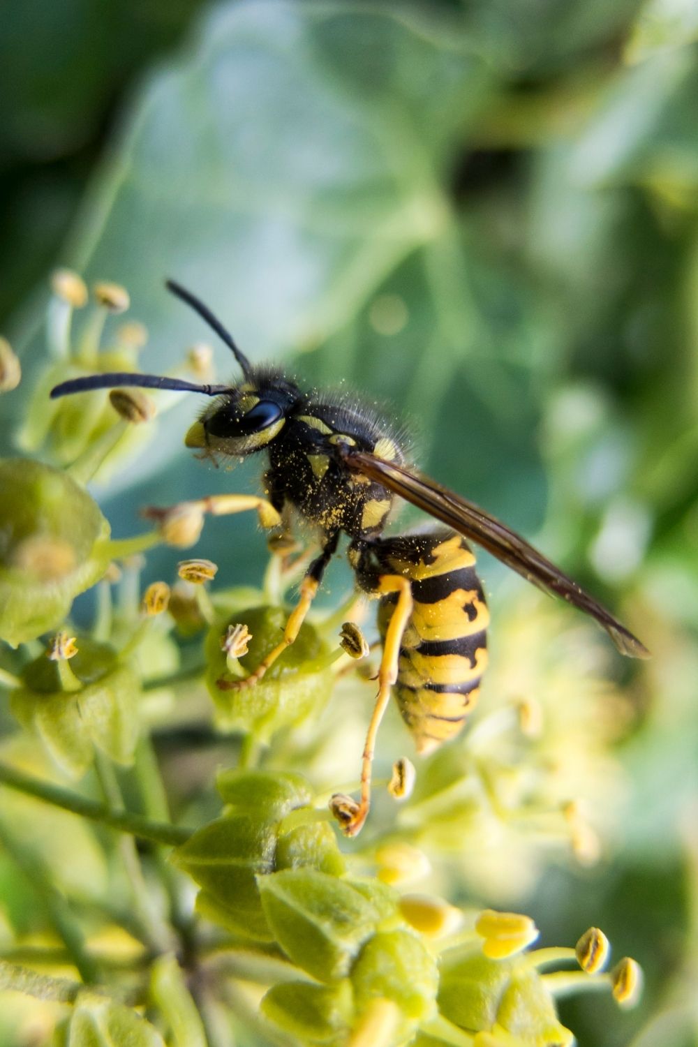 Make a list of pollinating plants