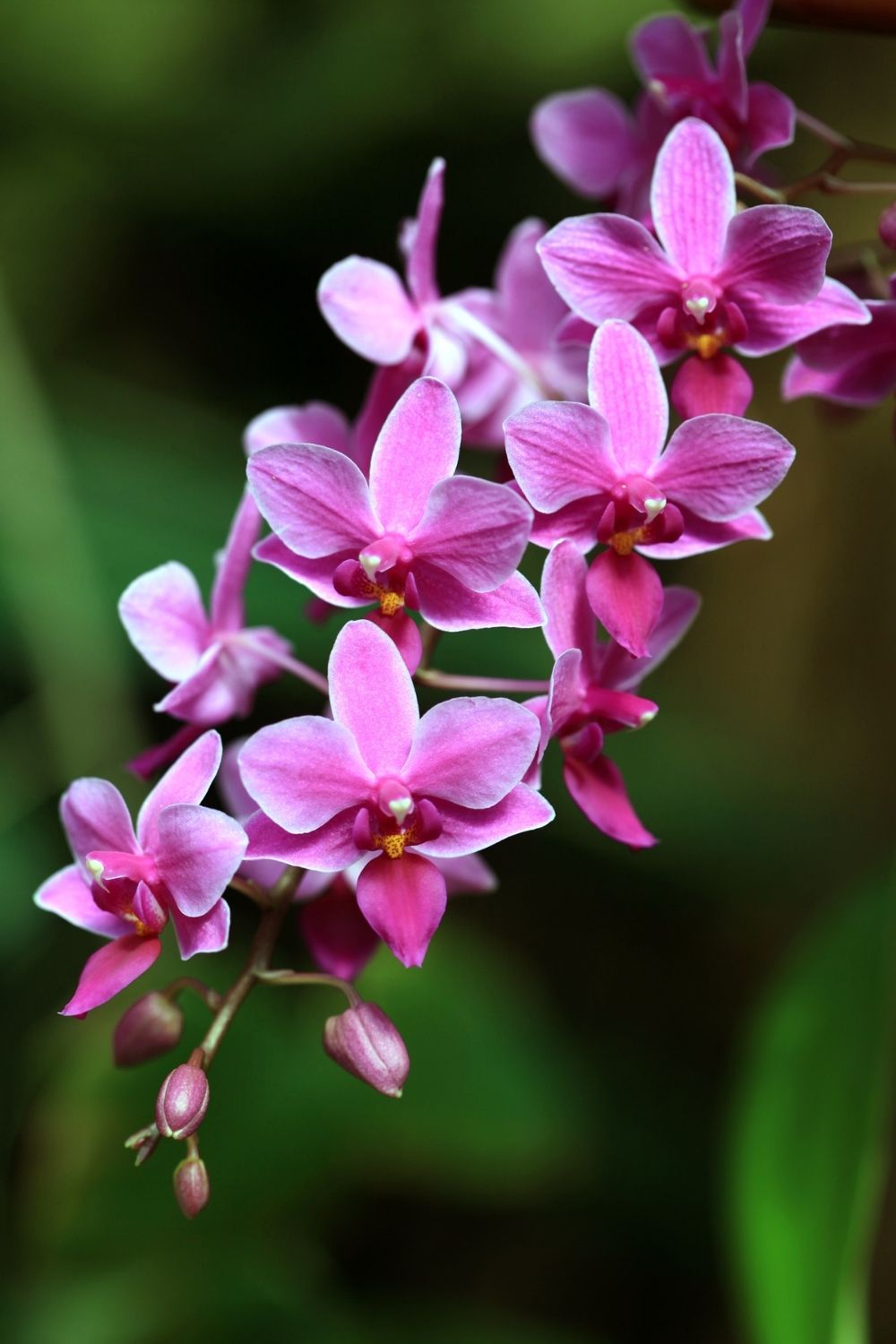 Moth orchid