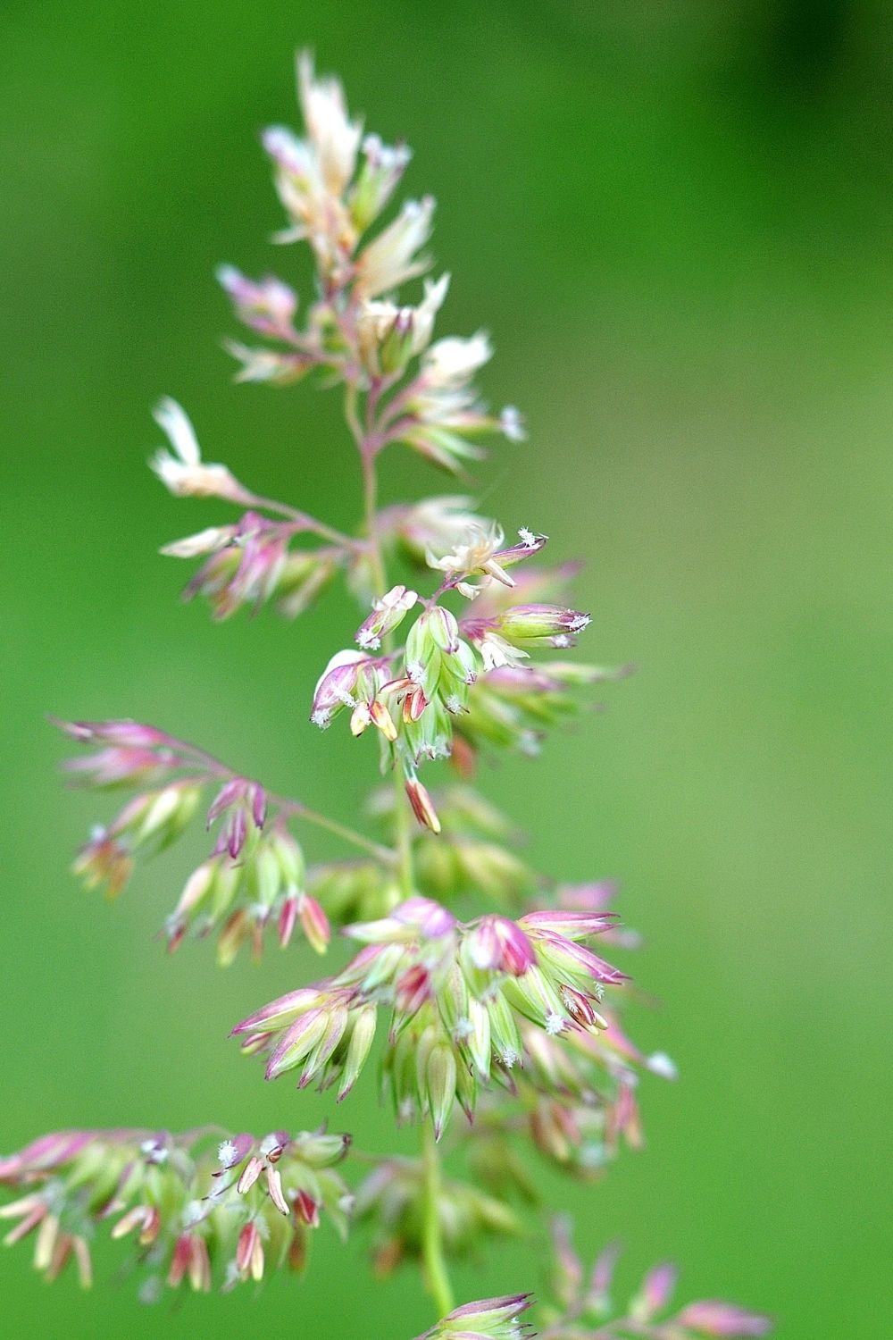 Orchard grass