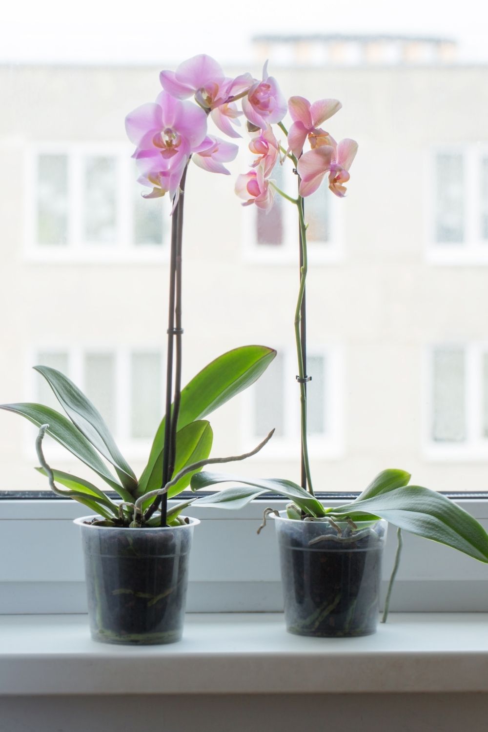 Orchids are lucky plants for a loving and wealthy home