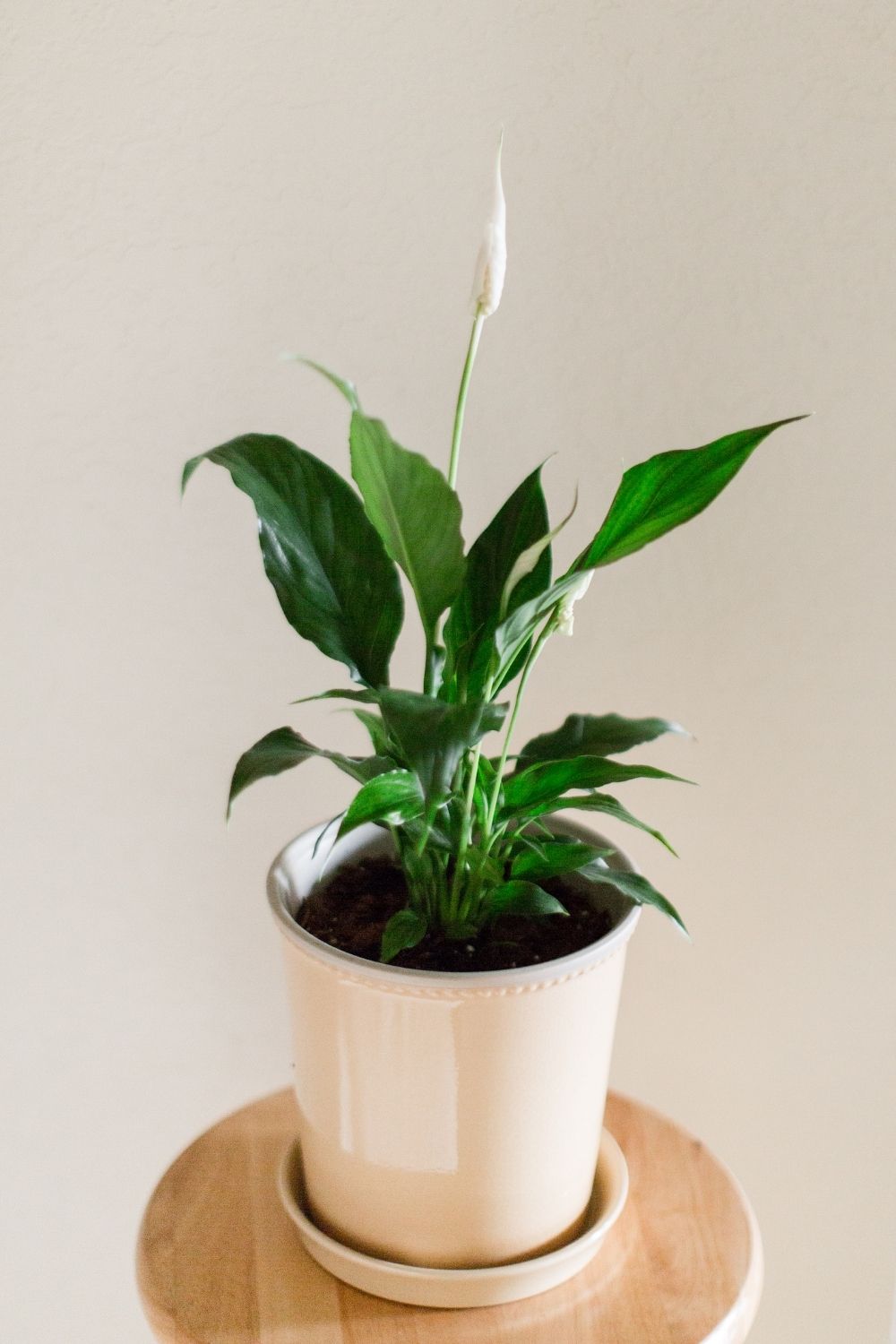 Peace lily