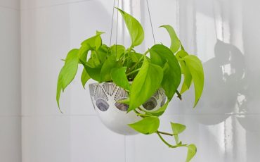 Plant An Indoor Hanging Herb Garden