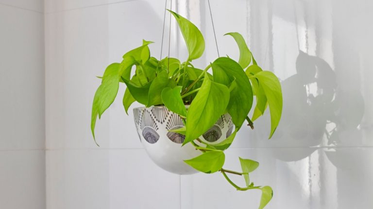 Plant An Indoor Hanging Herb Garden