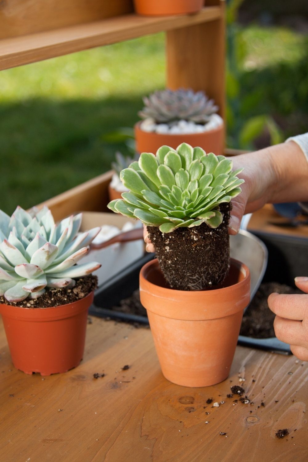 Planting your succulents