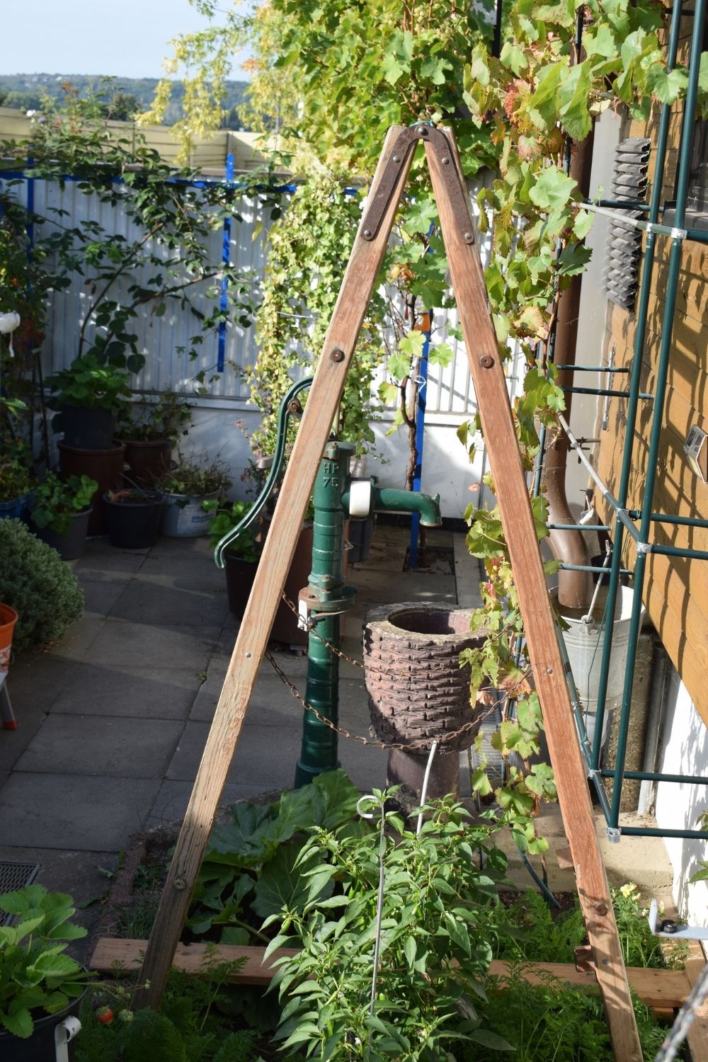 Plants on a Ladder