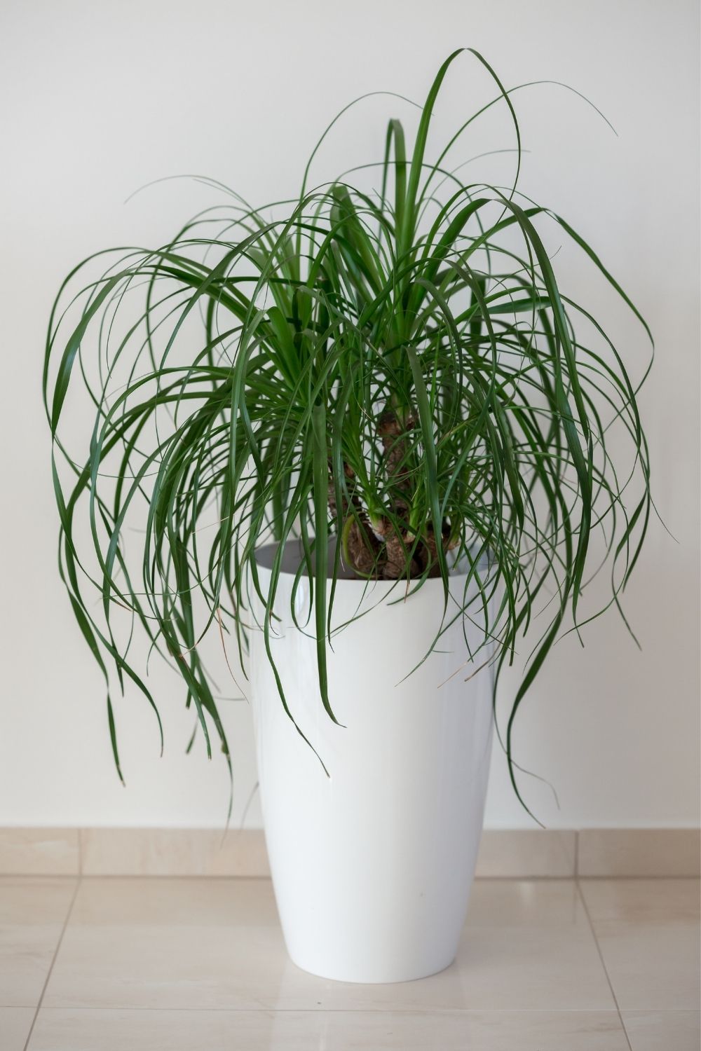 Ponytail palm