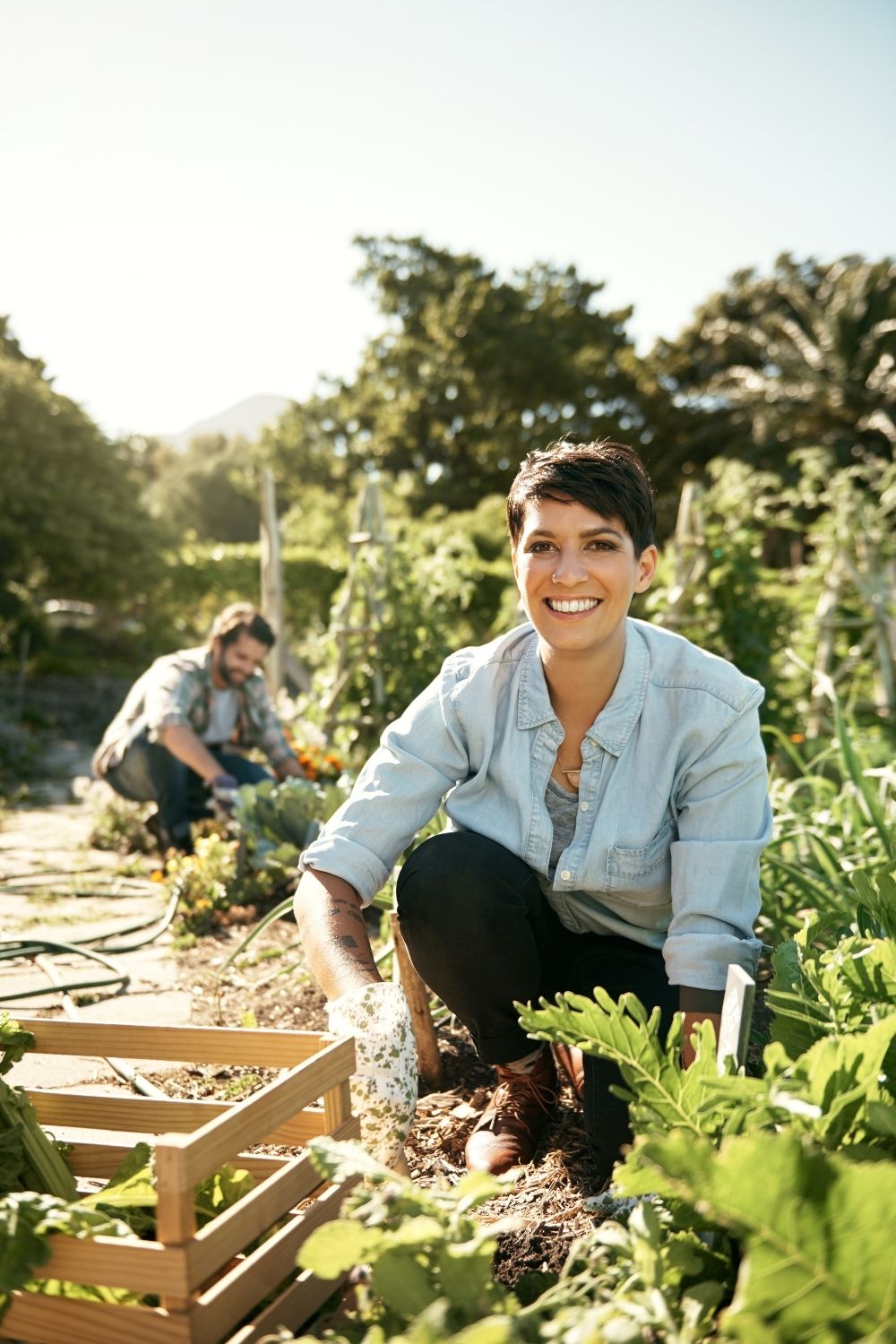 Proper amount of light for growing more and better vegetables