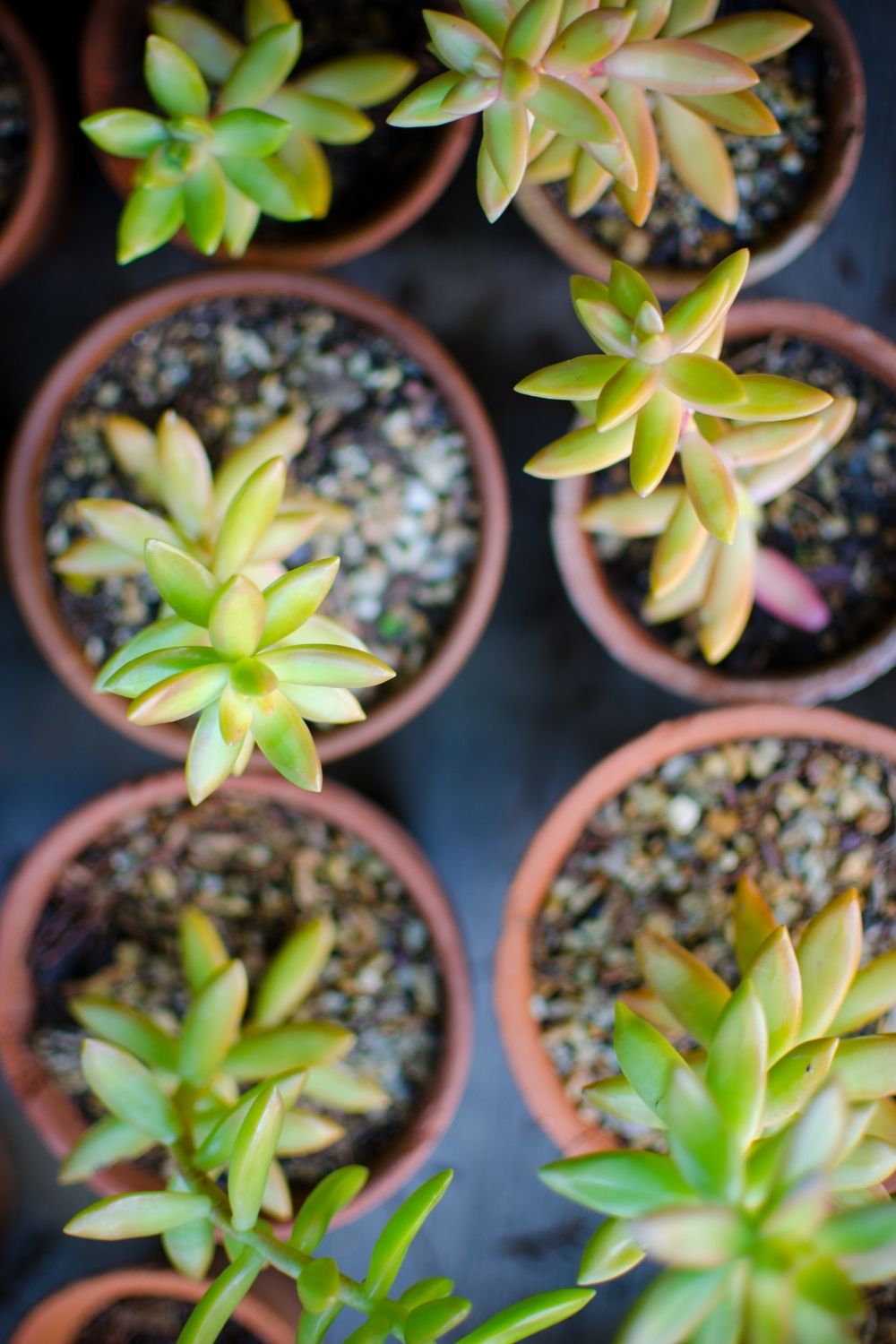 Proper amount of water to grow succulents