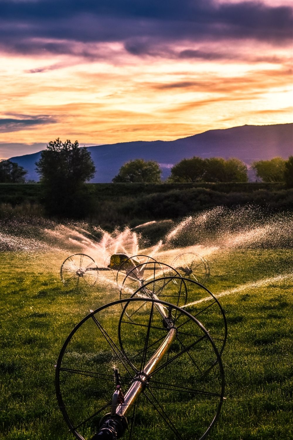 Rainwater harvesting and irrigation