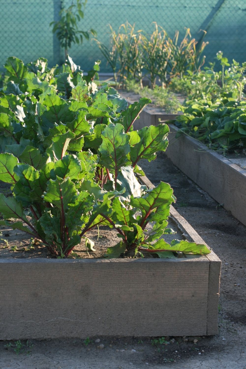 Raised Garden Bed irrigation