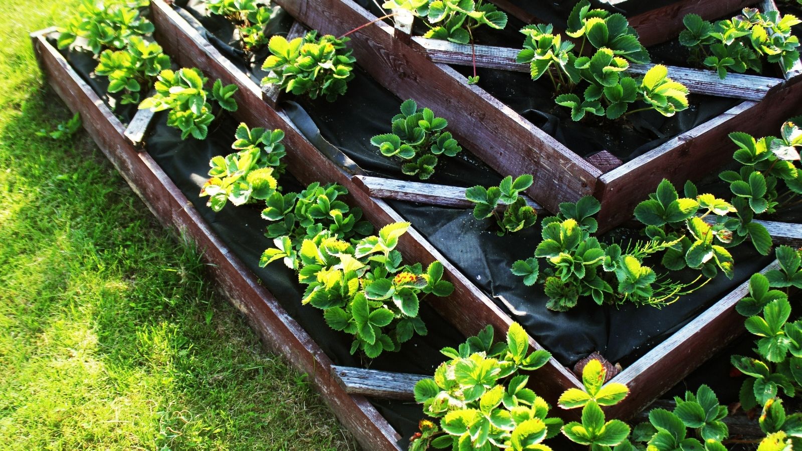 Raised Garden Bed