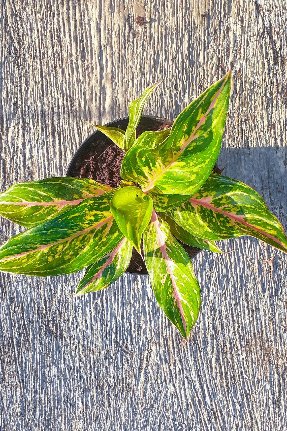 Red Aglaonema