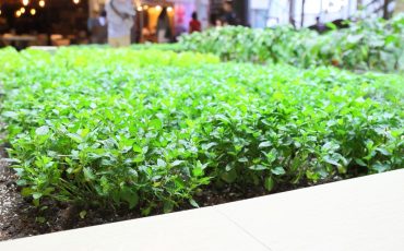 Salad Indoors