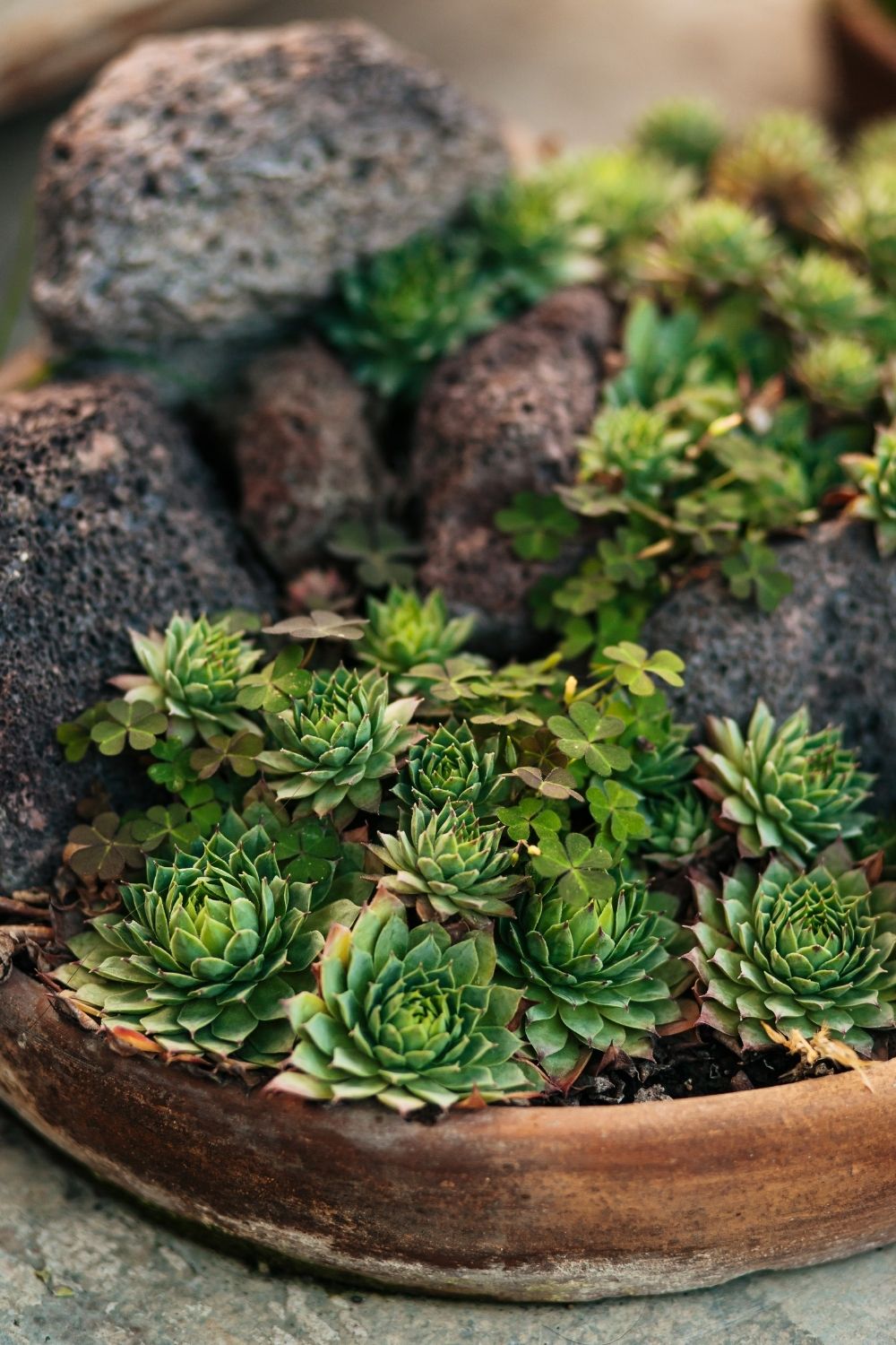 Soil to support succulent growth