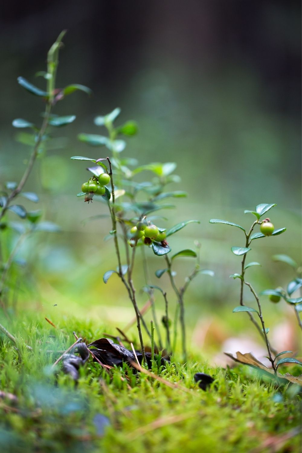 The major tip to remember while planting your green friends