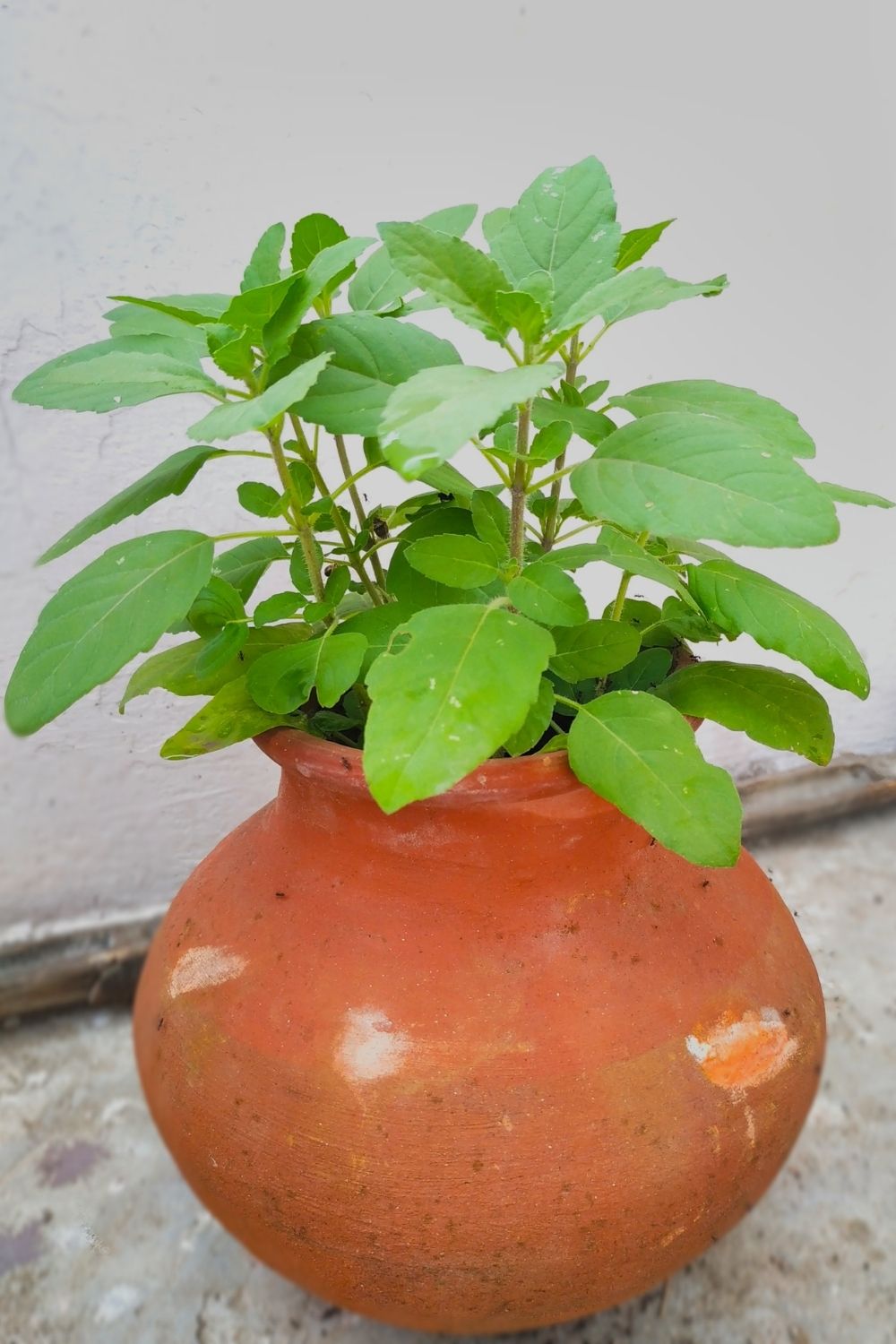 Tulsi or Basil is a very lucky plant for your home