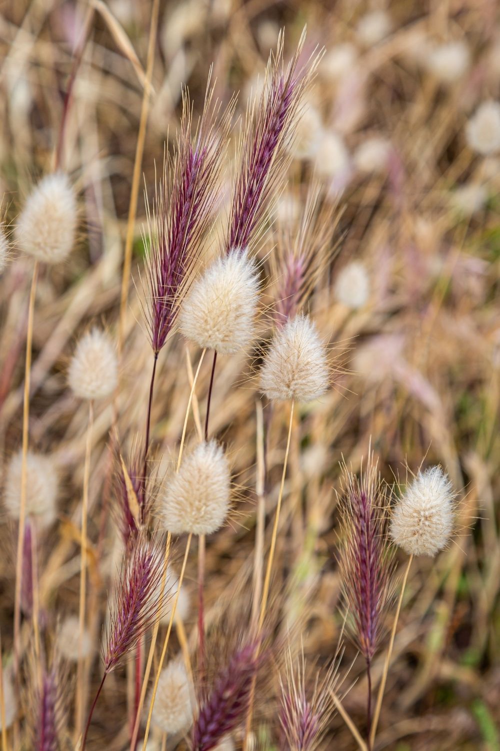 Variety of Ornamental grass