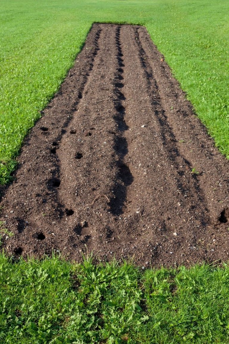 5 Easy Tricks To Build Healthy Fertile Soil