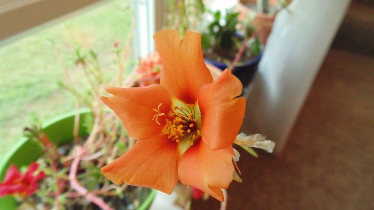 Window Sill Gardening