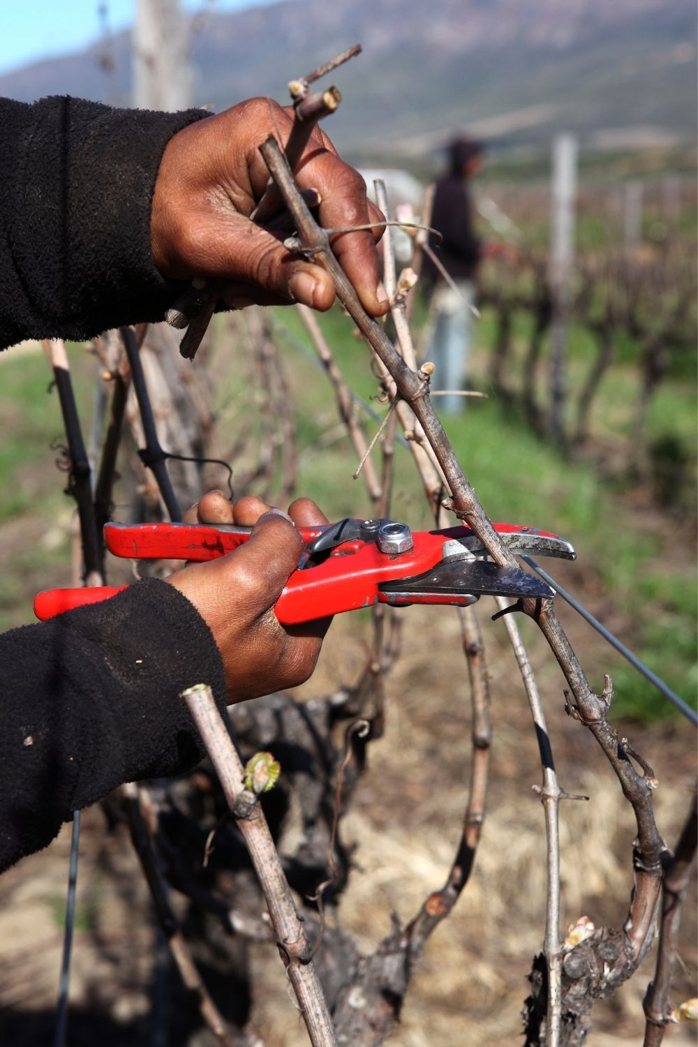 Winter tips for pruning