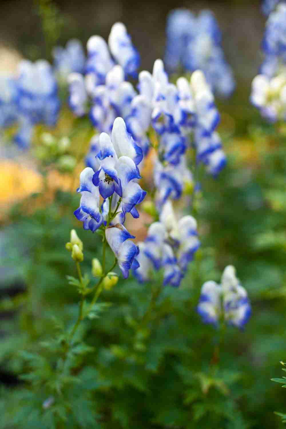 Aconitum