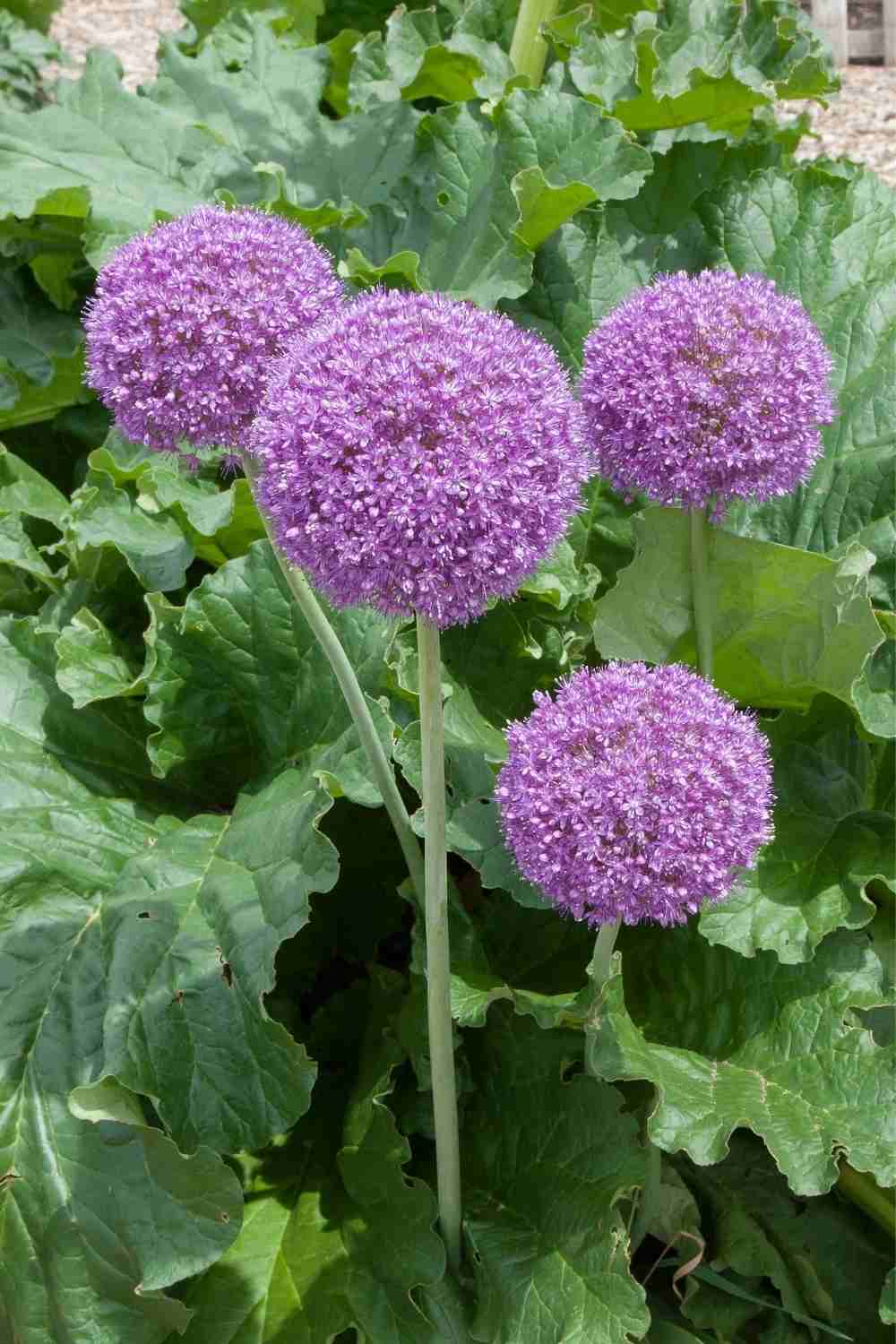 Allium