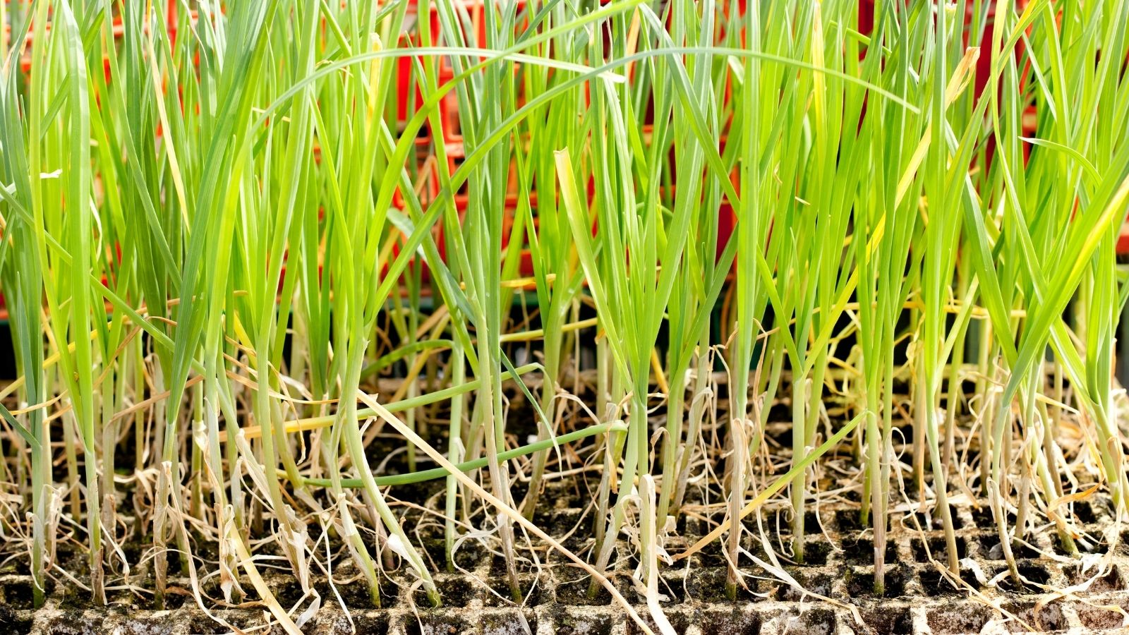 Amazing Steps To Grow Garlic In Pots