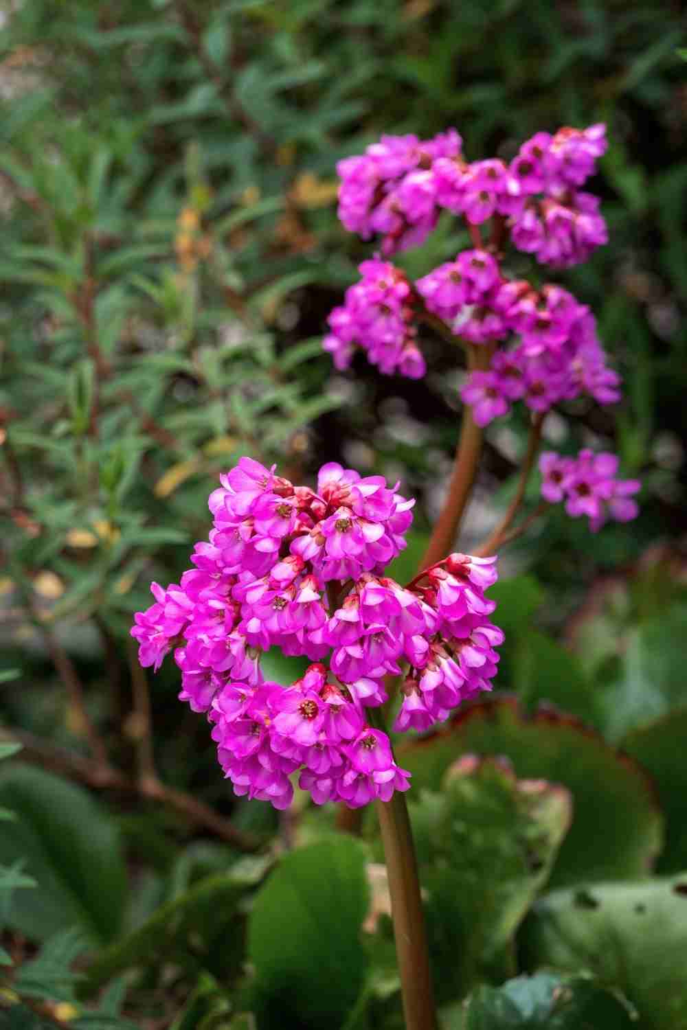 Bergenia