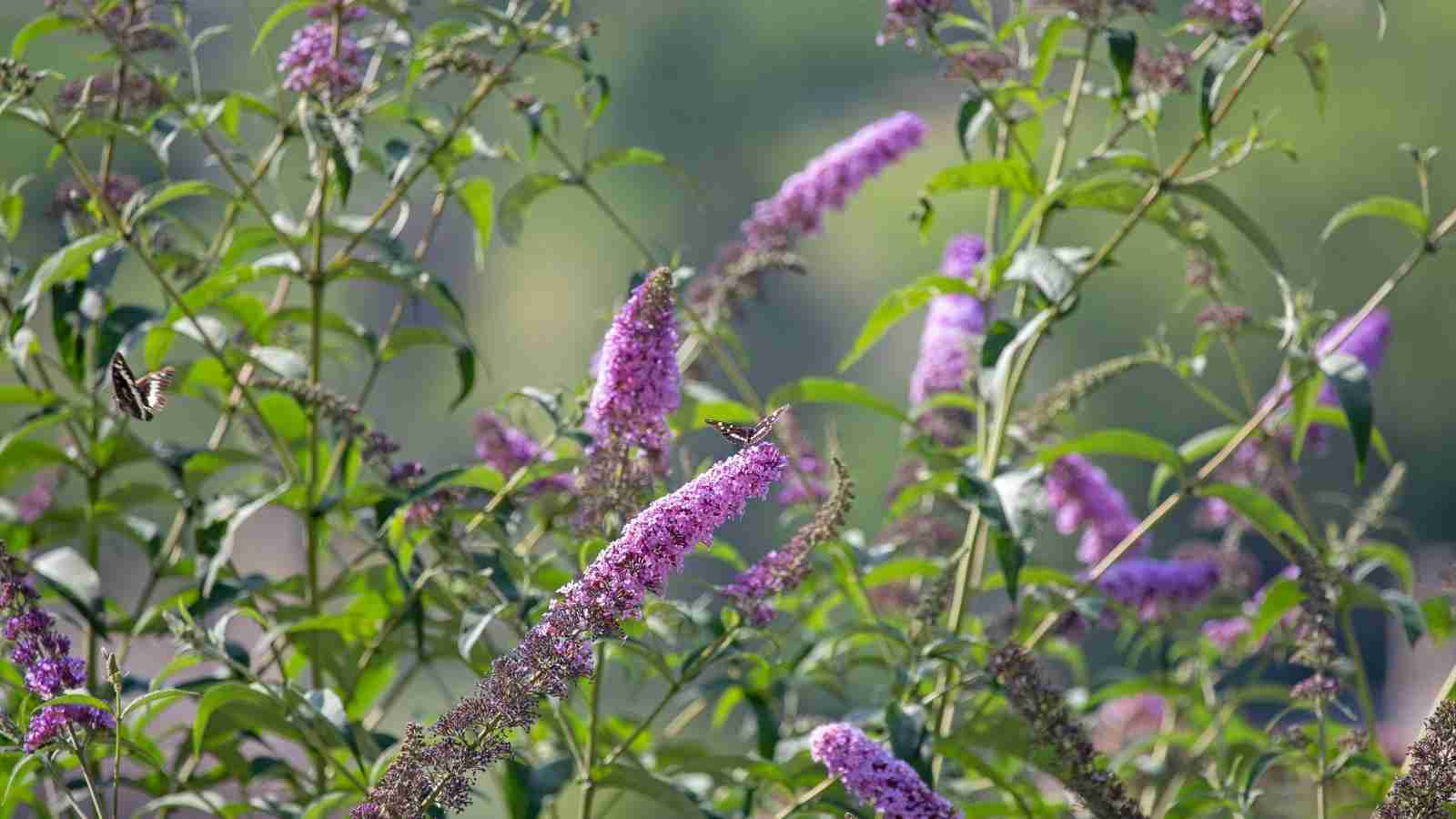 Butterfly bush